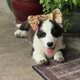Cardigan Welsh Corgi Puppies from Stornoway Cardigan Welsh Corgis