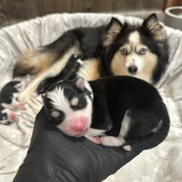 Pomsky puppies from West Coast Pomskies