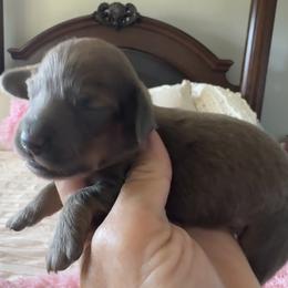 River - Blue and tan male Dachshund puppy in Bentonville, Arkansas from Boujee Buns Dachshunds