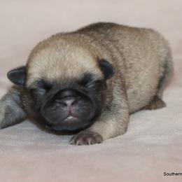 Panko - Fawn male Pug puppy in Winnsboro, Texas from Southern pugs