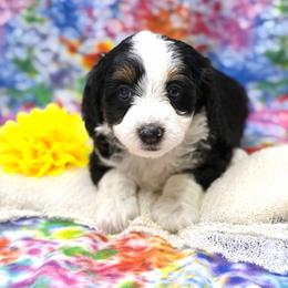 Candance - Tri-color female Bernedoodle puppy in Williamson, New York from Lakeside Doodles