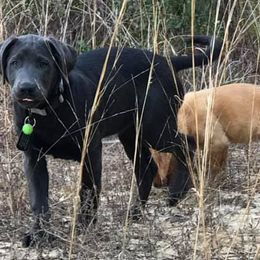 Dilute Retriever Puppies from Palmetto Moon Labradors