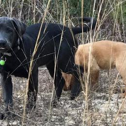 Dilute Retriever Puppies from Palmetto Moon Labradors