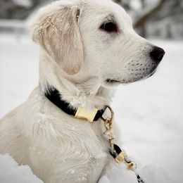 Golden Retriever Puppies from Golden Retriever Companions