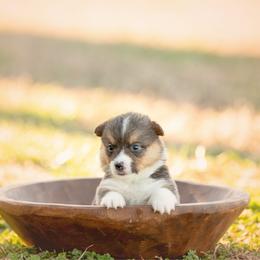 Mint collar - Mocha - Black and tan female Pembroke Welsh Corgi puppy in Waverly Hall, Georgia from 6g Ranch Corgis
