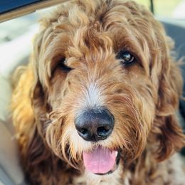 Cotton - Goldendoodle