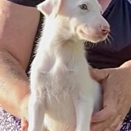 Boy 4 - male Ibizan Hound puppy in Oklahoma from Nevaeh Ibizan Hounds