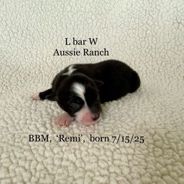 Remi - Black & white male Miniature Australian Shepherd puppy in Midway, Texas from L Bar W Aussie Ranch