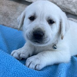 Bo(Gray Collar) - Yellow male Labrador Retriever puppy in Mansfield, Missouri from Leadhill Labs