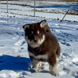 Alaskan Malamute Puppies from Fawn River Malamutes