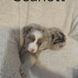 Australian Shepherd Puppies from Sharon's Australian Shepherds