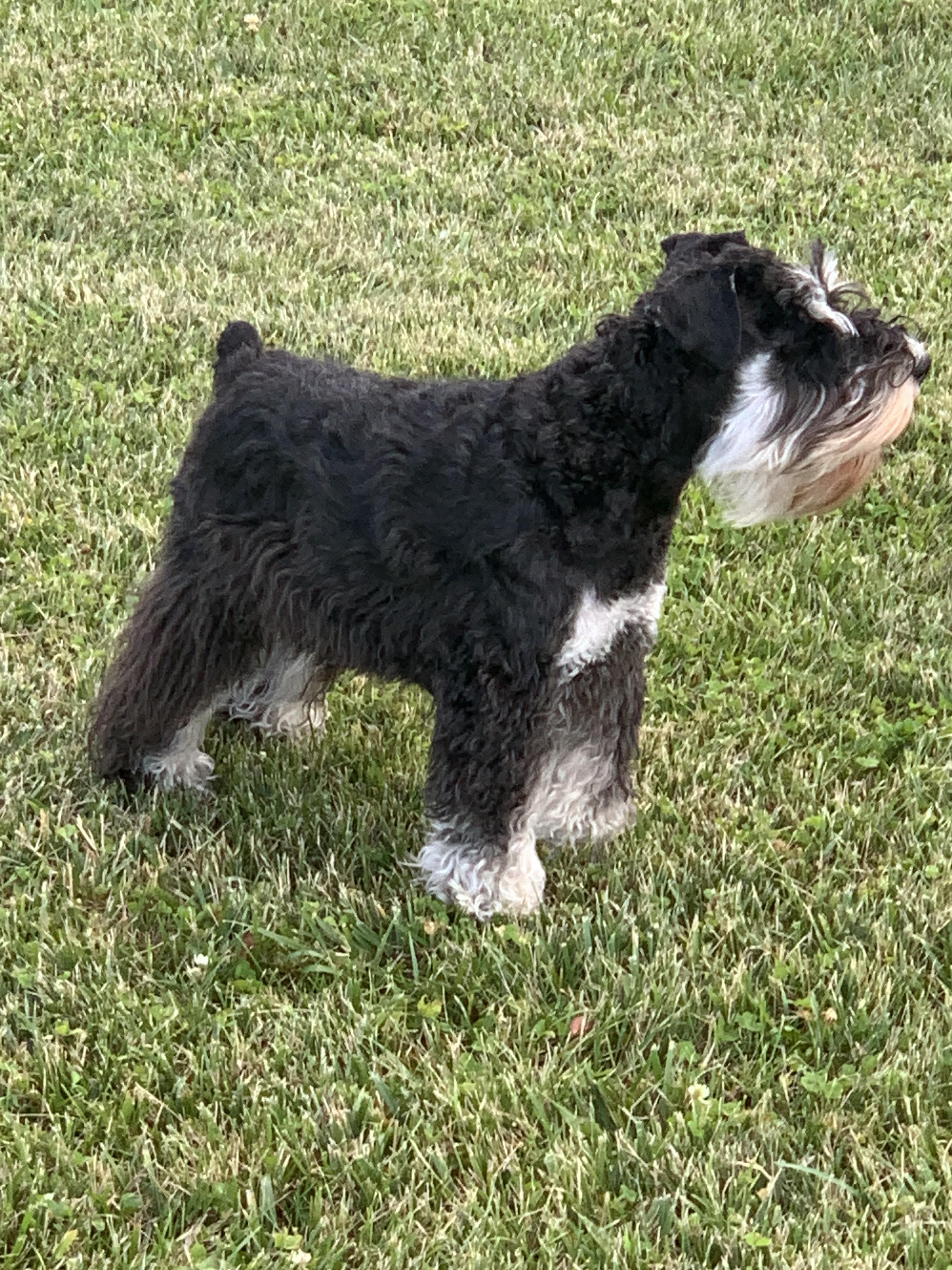 Ruger