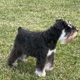 Ruger - Miniature Schnauzer