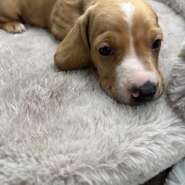 Nobu - Red male Dachshund puppy in Brownsville, California from Pine & Pasture Dachshunds