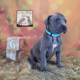 Light blue collar - Blue male Great Dane puppy in Lore City, Ohio from Windy Ridge Danes