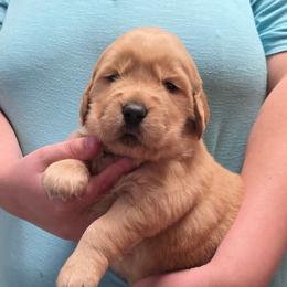 Silver - Golden female Golden Retriever puppy in Taylor Ridge, Illinois from Salata Goldens