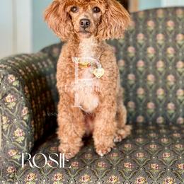 Cavapoo puppies from The Poodle Co. Raising Doodles & Poodles