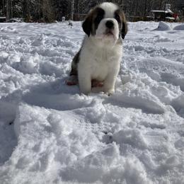 Zig Zag light brown - Red and white male Saint Bernard puppy in New Sharon, Maine from Kimball Pond  Saint Bernards