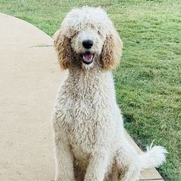 Leo - Bernedoodle