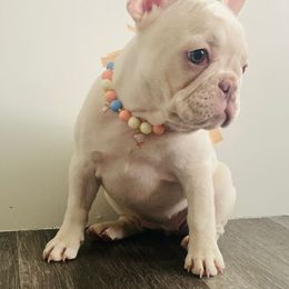 French Bulldog Puppies from Ramirez Frenchies