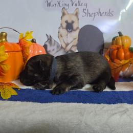 Dark Blue Collar - Sable male German Shepherd puppy in Cadet, Missouri from Working Valley Shepherds