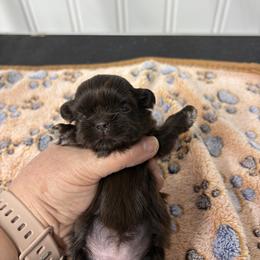 Martha Mae - Brindle female Shih Tzu puppy in Decatur, Tennessee from Ford Hollow Farms Shih Tzus and Australian Shepherds