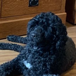 Tyra - Portuguese Water Dog