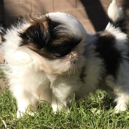 Shih Tzu Puppies from Willow Lane Shih Tzus