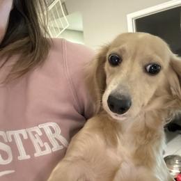Bebe - Cream female Dachshund puppy in Spotsylvania Courthouse, Virginia from Doma Za Dachshunds