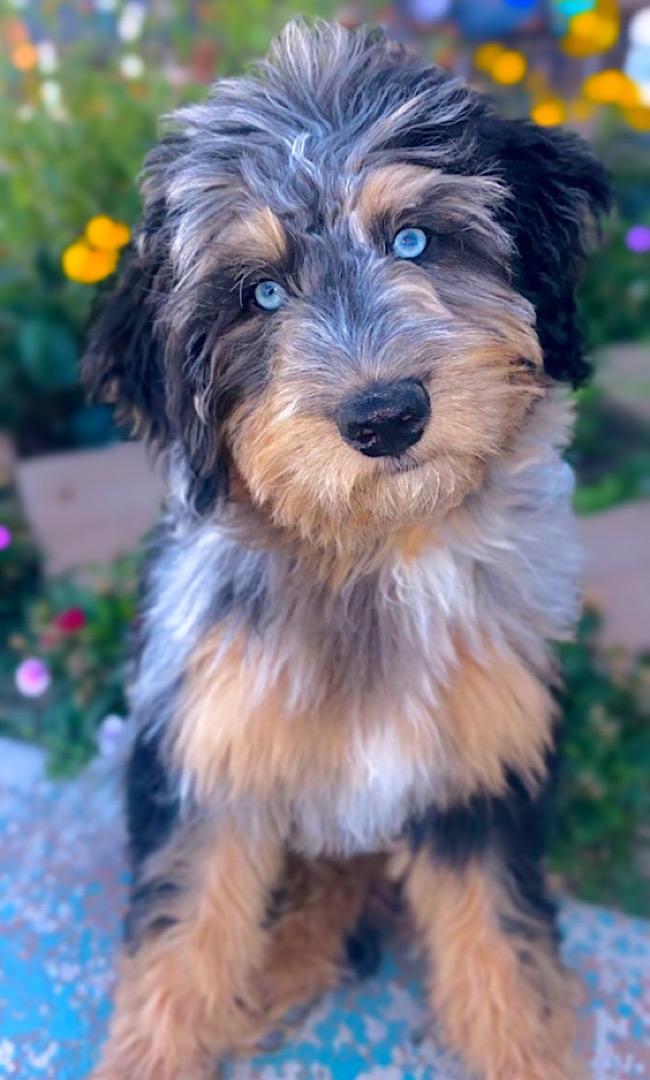 Remedy Ridge Aussiedoodles in Tennessee | Aussiedoodle and