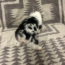 B.P - White and black female Pembroke Welsh Corgi puppy in Maupin, Oregon from Bailey Nannini