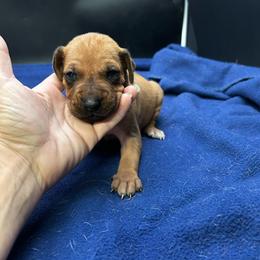 Girl 1 (Hot Pink) - Wheaten blk nose female Rhodesian Ridgeback puppy in Ocala, Florida from DogWood Kennels