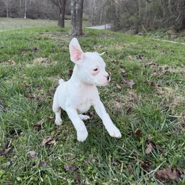 Boy 5 - White male Boxer puppy in Prestonsburg, Kentucky from Bre’s Boxers