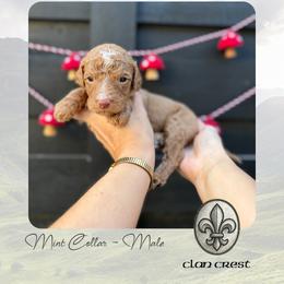 Clan Crest - Mint Collar - Apricot male Goldendoodle puppy in Garland, Texas from Twilight Doodles