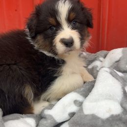 Cash - Black tri-color male Australian Shepherd puppy in Kearney, Nebraska from Helix Aussies