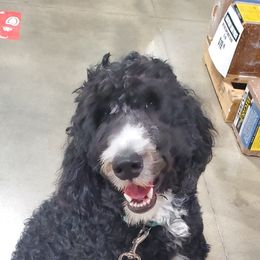 Titus - Sheepadoodle