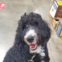 Titus - Sheepadoodle