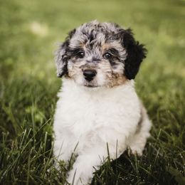 Aussiedoodle Puppies from Olive Tree Mini Aussiedoodles