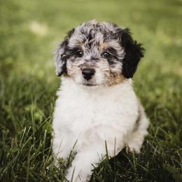 Aussiedoodle Puppies from Olive Tree Mini Aussiedoodles
