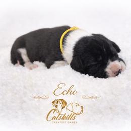 Echo - Mantle female Great Dane puppy in Liberty, New York from Catskills Greatest Danes