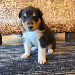 Green - Black white and tan female Collie puppy in Edgar, Wisconsin from Pond View Collies