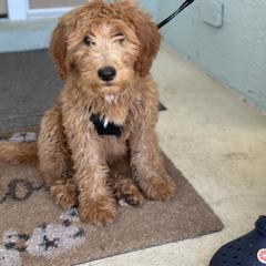 Whoodle All Grown Up from Perri’s Whoodles