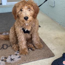 Whoodle All Grown Up from Perri’s Whoodles