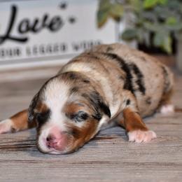 Sage - Blue merle female Miniature Australian Shepherd puppy in Lowgap, North Carolina from Baileys Mini Aussies