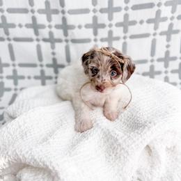 Peach - Merle female Goldendoodle puppy in Greencastle, Indiana from Willow & Co.