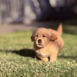 Zane - Golden male Golden Retriever puppy in Chandler, Arizona from Az K9 Companions