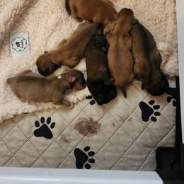 Shih Tzu Puppies from ShihTzuCt