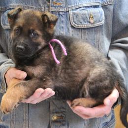 Nikita's Purple boy - Sable male German Shepherd puppy in Lake George, Colorado from High Country German Shepherds