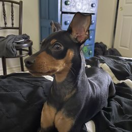 Miniature Pinscher All Grown Up from LA MINI PINS
