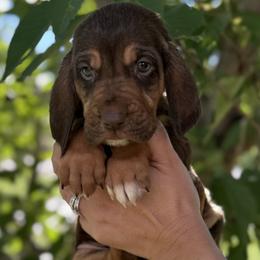 Dark Pink - female Bloodhound puppy in Richmond, Virginia from Bloodhound Life
